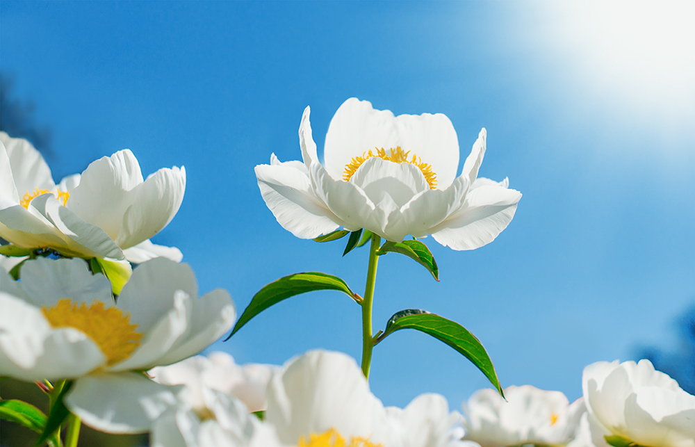 私を慈しむスキンケア〜私たちは花である〜